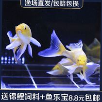 Good breeding resistant live fish Lucky long-tailed fry body length Cold water Koi goldfish live butterfly viewing freshwater Japanese style