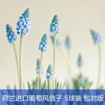 (Pre-sale in November) Imported grape Hyacinth seed ball Perennial Hyacinth flower indoor balcony 5 balls