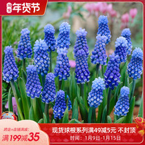 Grape Hyacinth seed ball easy-to-flower Hongyue imported perennial blue pot flower genus Portuguese stem bulb bulb flower plant