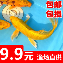 Golden Dragon Phoenix golden koi fish ornamental fish live goldfish freshwater Fry purebred large koi crucian carp red grass carp