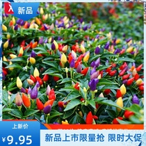 Pepper seeds Seeds four seasons outdoor garden sow Chaotian pepper Sweet pepper potted pepper pepper seedling vegetables pepper seedling