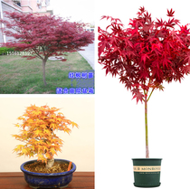 Courtyard Greenery Nursery Stock American Red Maple Sapling Potted Japan Red Maple Three Season Red Small Fry China Red Maple Bonsai