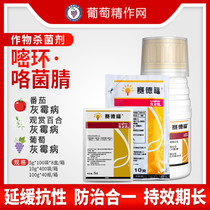 Sedford Syndacil nil grape strawberry flower gray mold pesticide fungicide