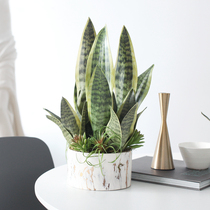 Simulation Green Planting Tiger Pilan Potted Nordic Plant Tabletop Bonsai Home Office Shop Front Office Decoration Pendulum