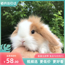 Little rabbit Live lop rabbit Live pet Rabbit Pygmy Rabbit Teacup Rabbit Mini live animal Small Dutch Rabbit