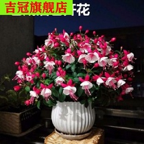 Inverted Golden Bell potted seedlings indoor green lantern flower pot planting seedling hanging Golden Bell lotus lamp Bell Flower Four Seasons blossom