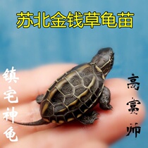 Outer Pond Golden Line grass turtle Chinese grass turtle seedlings live pet turtle water and land money Turtle Town House turtle living