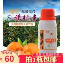 Special S Anti-Vegetarian H Mandarin Noodles Fattening Fruit Tree Pau Pau Pao Anti Cold Antifreeze Antifreeze To Increase Production Of Leafy Oranges  