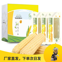 Jinliang Yuji high folic acid corn organic fresh Heilongjiang Northeast Academy of Agricultural Sciences sticky glutinous sweet vacuum 10 pregnant women