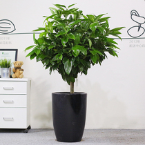  Large plant Peace tree potted living room Happiness tree Four seasons evergreen office Green plant Indoor office