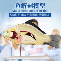 Fish anatomy model detachable viscera junior high school biology teaching demonstration teaching aids biological animal model aquaculture professional science teaching mold exploration for higher vocational college students