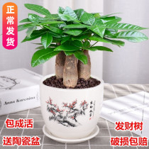 Hair Treasure Tree Potted Indoor Living Room Table Top Green Plant Small Bonsai Big Hair Treasure Tree Seedlings to suck formaldehyde plants