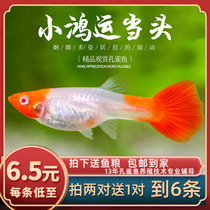 Fish Age] Little Hongyun Guppies Little Hongyun Head Entry-level Fantail Peacock Small Fish Live Fish