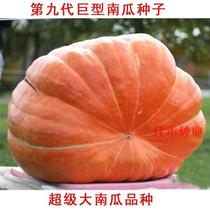 American giant pumpkin seed seed big pumpkin seed extra large ornamental edible spring vegetable