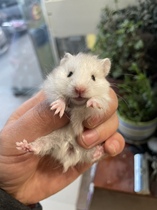 Domestic rare silver long hair bear white bear live hamster bear vaccine