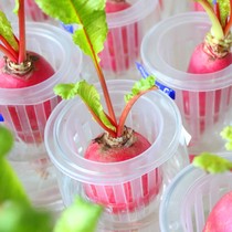 Hydroponic radish leek potted kindergarten plant corner childrens observation diary Primary school students record germinated vegetables