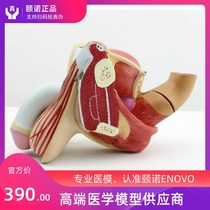 ENOVO Medical Human male genitalia urinary system model Andrology model Family planning Health display