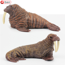 Simulation of marine life male and female walrus animal model solid plastic childrens house toys male and girl gifts