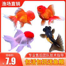 Pearl goldfish live fish lion head goldfish Dover red Thai lion head cold water ornamental fish blister goose head goldfish