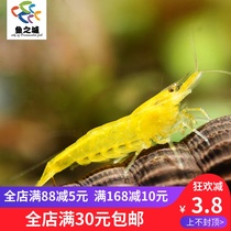 Golden shrimp live gold rice shrimp Golden back shrimp yellow shrimp yellow ornamental shrimp golden shrimp ornamental shrimp live