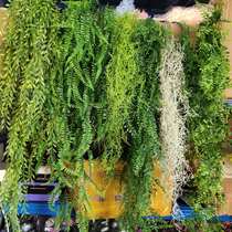 New simulation hanging green plant plastic rattan vine ceiling decoration astronomical winter persian grass antlers old man mustache