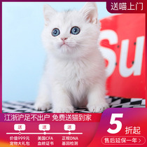 Hangzhou Binjiang store purebred short hairy cat Silver Point cat silver gradual layer English short silver gradual layer purebred purebred small milk cat