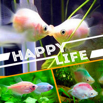 Tropical fish ornamental fish small pet fish live kissing fish fresh water good parent fish mouth fish