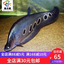 Seven-star swords fish live seven-star swords fish make a fortune golden fish Dongyang large ornamental fish tropical fish living