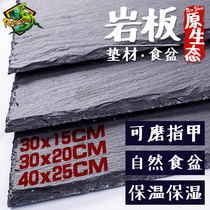 Climbing pet reptile tortoise mat stone plate Food plate Food basin Moisturizing insulation Natural landscaping Grinding nail rock plate