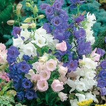 Perennial Bellflower seeds Bellflower seeds perennial outdoor wildflowers good planting four seasons Greening grass seeds