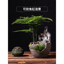 Chinese style Zen Served Flower Pot with Scenery Pendulum with Multi-Meat Plant Microscape Creative Interior Small Potted Calamus Bonsai