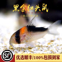 Black Gold Red Head Rat Fish Small South American Benthic Fish Clean Tropical Fish Tool Rat Fish F1 Gold Thread Gold Live Fish
