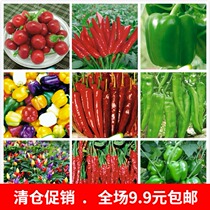 Pepper Cavel) peppers chilli red track jiao colorful sweet pepper guan shang jiao vegetable seeds Four Seasons sowing