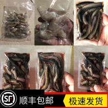 Forage fish Frozen dragon fish feed Frozen fish fish feed Northeast forest frog feed fish fish food frozen Loach frozen shrimp fish food