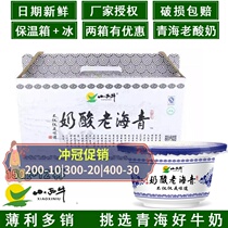 Xiaoxiu Qinghai Flavor Old Yogurt Whole Box 12 Boxes Qinghai Special Probiotics Plateau Yogurt