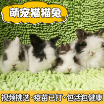 Dutch Pet Rabbit Living Things Coeared Rabbit Living Fold Short Hair Small Body Type Dwarfs Tea Cup Rabbit Lid Face Cat Cat Rabbit