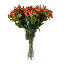 Acacia bean bouquet flower arrangement red bean Yunnan producing Jiangsu Zhejiang Shanghai Anhui Shunfeng Shanghai City Express