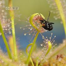 Sutchia mixed seeds small Cordyceps carnivorous plants potted flytrap spoon leaves Cape of Good Hope eating flies mosquitoes
