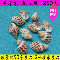 1-5cm small conch shell starfish set DIY aquarium aquarium landscape platform wedding decoration toy