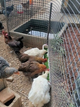 Plastic mesh breeding net chicken duck goose fence fence fence outdoor fence Chicken net fecal drain net circle corn net