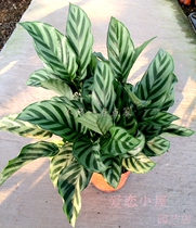 Culeaf Bamboo Taro Potted Potted Potted Indoor Balcony Resistant To Yin Purifying Air Flowers Green Planting Potted Seedlings With Earth To Ship