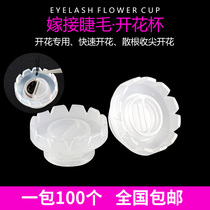 Graft planting false eyelash blooming cup Dingflower Divine Instrumental Sun Cup Mountain Tea Flower Special Beauty Mascara