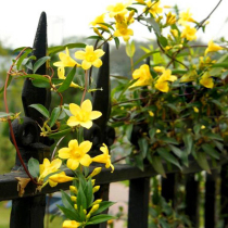 French fragrant yellow flower perfume Jasmine seedlings climbing vine cold-resistant Four Seasons evergreen plants balcony courtyard climbing flowers