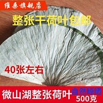 Fresh dry lotus leaf 500g lotus leaf whole lotus leaf called flower lotus leaf chicken lotus leaf whole bag sticky rice lotus leaf