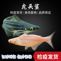 Freshwater Shark Live Tiger Shark Aquarium Fish Large Tiger head shark Great White shark Genghis Khan Shark Arowana fish with fish