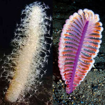 Sea Brush Pen Sea Pen Sea Cacti Sea Cactus Sea Chicken Subsea Chicken Legs Underfloor Sand Sea Water Ornamental Fish Coral Living