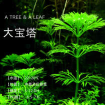 Fish era] Big pagoda Easy live water Grass Aquarium Goldfish Grass New Hand Mid-View Fish Tank Building special price