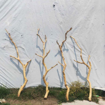 Peeled logs with fork keel Dry branch modeling window living room design decoration Wedding photo studio branch ceiling