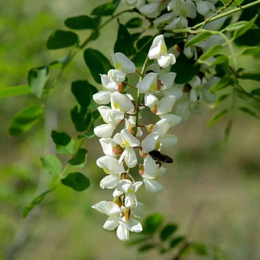 (Xiaoqian Shan Zhen) 20 years New Honey Locust Nectar Linden Tree Honey Nest Honey Royal Jelly