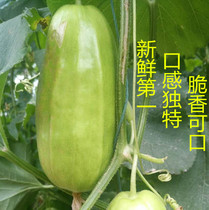 Weifang specialty crispy melon vegetables fresh season production area straight found fresh vegetables found in the whole box of 5kg